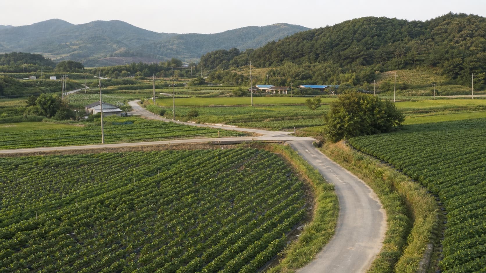 밭과 농로가 자연스럽게 이어지는 넓은 농경지